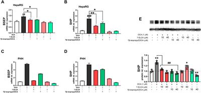 (E)-7-Ethylidene-lithocholic Acid (7-ELCA) Is a Potent Dual Farnesoid X Receptor (FXR) Antagonist and GPBAR1 Agonist Inhibiting FXR-Induced Gene Expression in Hepatocytes and Stimulating Glucagon-like Peptide-1 Secretion From Enteroendocrine Cells
